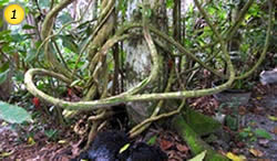 Ayahuasca